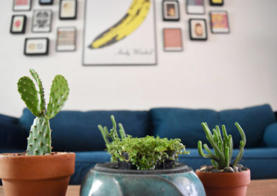 detail of three cactus plants on a coffee table in a living room designed by Brand*Eye Home