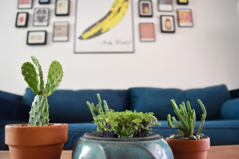 detail of three cactus plants on a coffee table in a living room designed by Brand*Eye Home