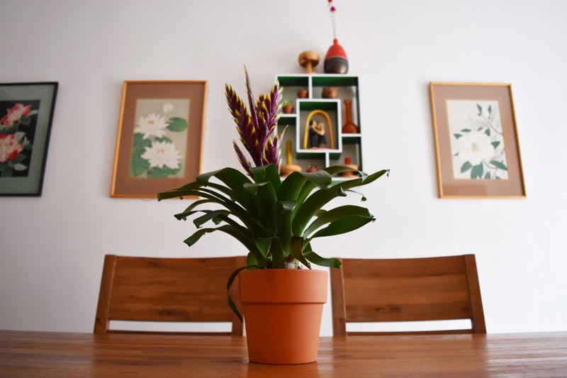 close photo of a potted plant on a dining table with framed artwork hung on the wall behind in a dining area designed by Brand*Eye Home