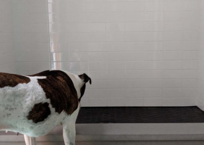 Brandi's dog Winnie checks out the tile in a bathroom designed by Brand*Eye Home